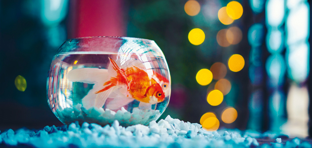 Fish tank